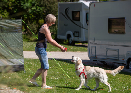 9 essential tips for camping with dogs