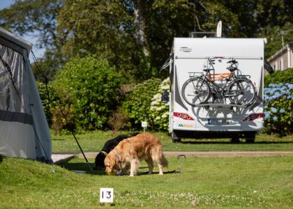 Dog friendly camping and touring pitches