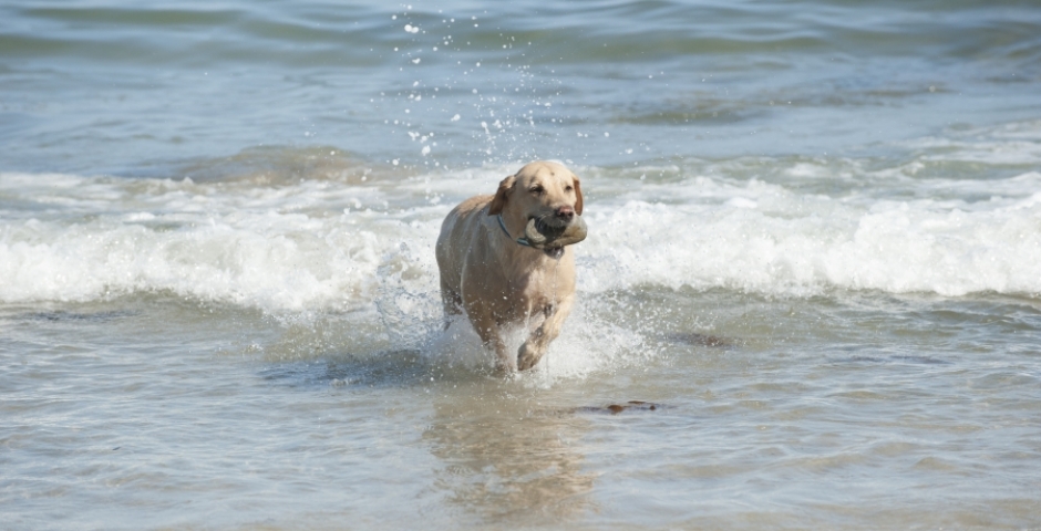 Heligan’s got the woof-factor - Dog running in sea