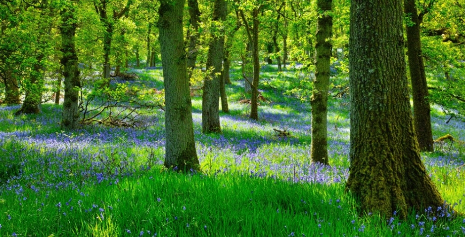 Where to see spectacular displays of spring bluebells