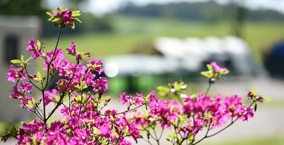 Keep in touch with Heligan Caravan and Camping Park via our Blog