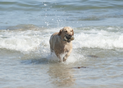 Heligan's Got the Woof Factor - Dog playing in Sea